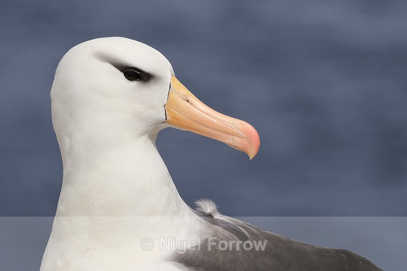 Black-browed Albatross, West Point Island, Falklands - Black-browed Albatross