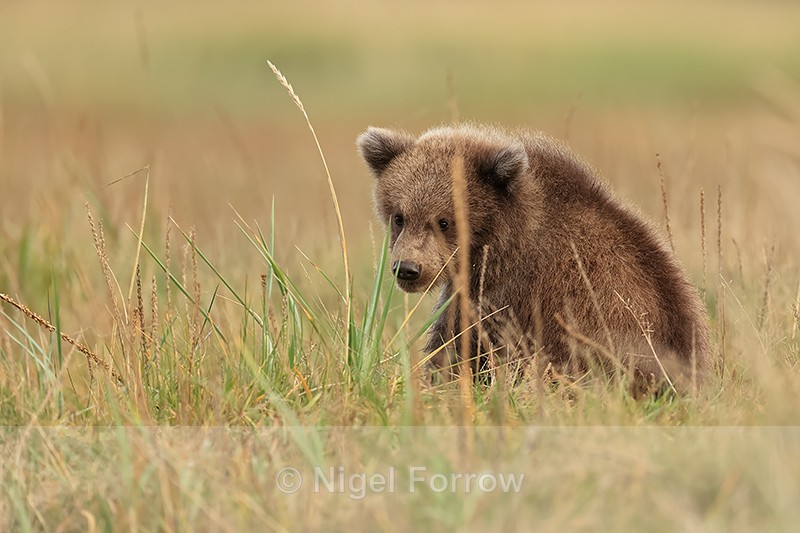 Grizzly Bear cub sat in grass, Silver Salmon Creek, Alaska - Brown Bear