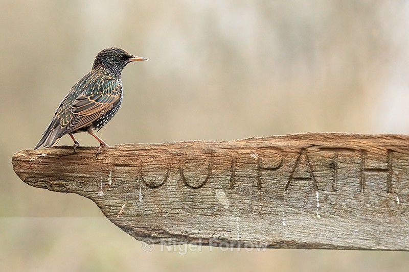 Starling on signpost, Otterbourne, Hampshire - Starling