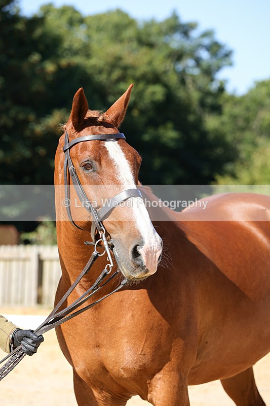 1X9A7817 - Class 9: Open Ridden Hunter