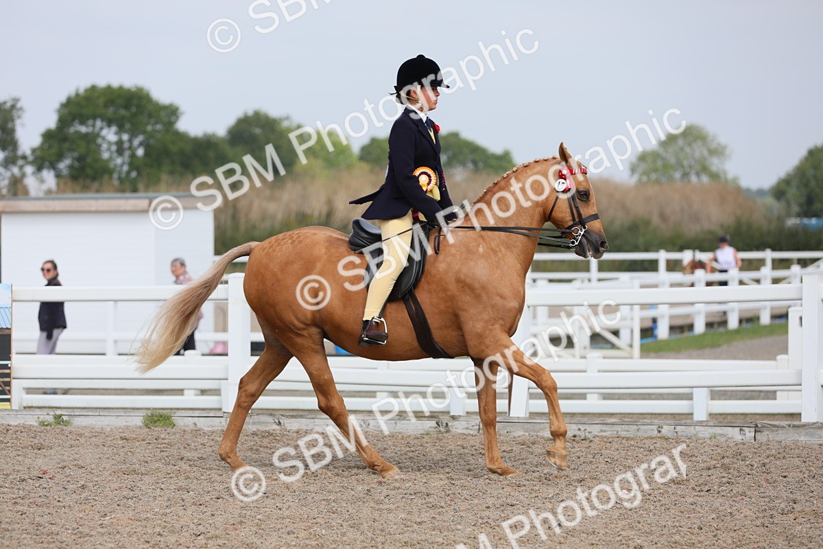 SBM_12878 - Class 307 Ridden Coloured Pony