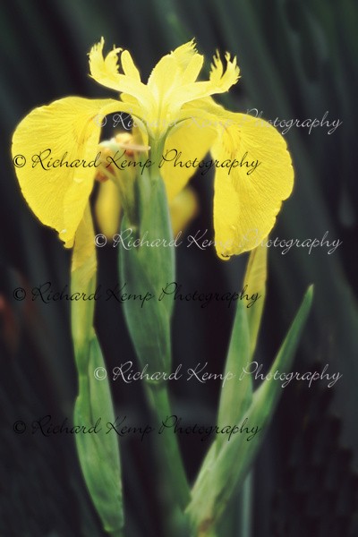 Iris Pseudacorus - Plants