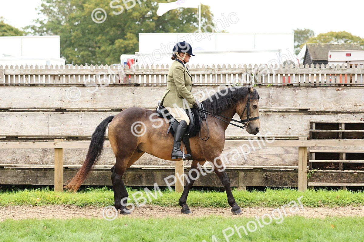 SBM_69535 - S62 - Mountain & Moorland Ridden Large Breeds