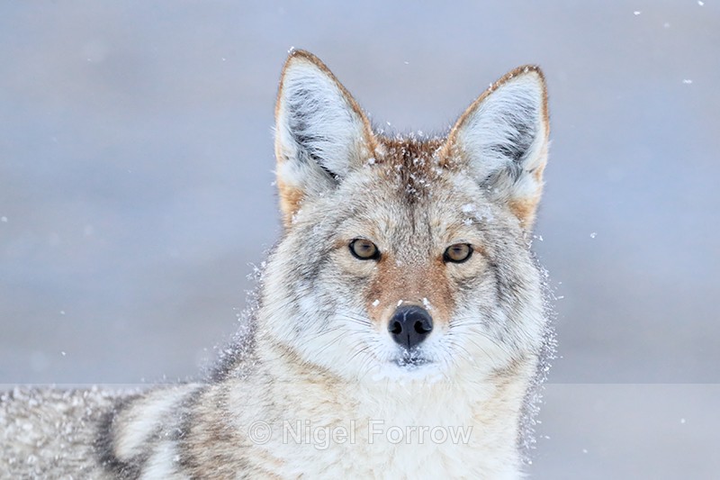 Coyote stares at Madison, Yellowstone National Park - Coyote