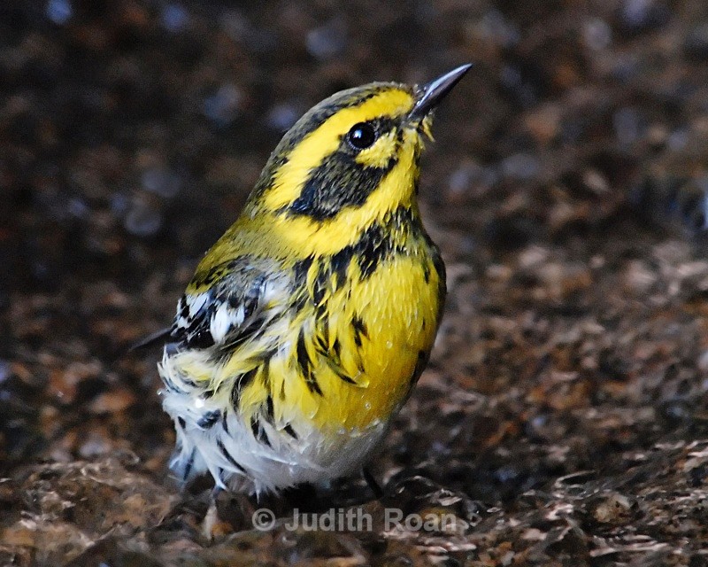 Townsends Warbler, male bathing - Backyard Bathing Birds