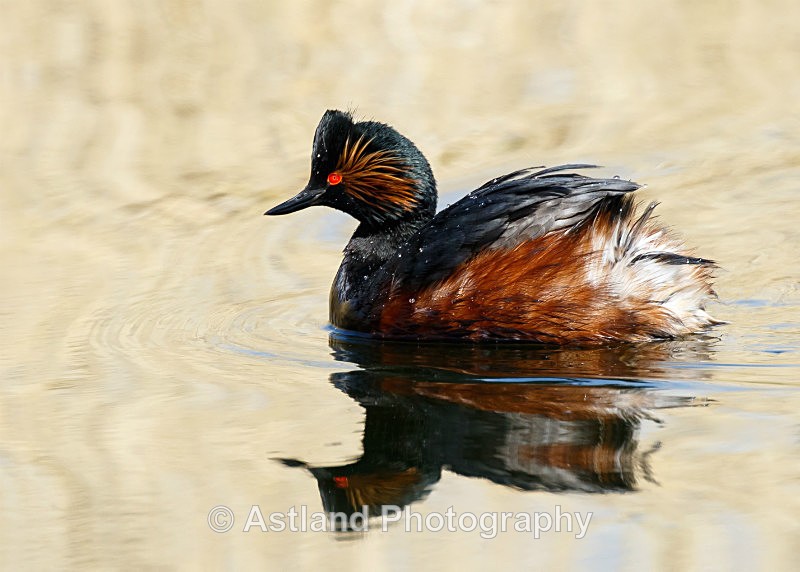 Astland Photography, Bird and Wildlife Images, Susan and Peter Wilson, U.K.