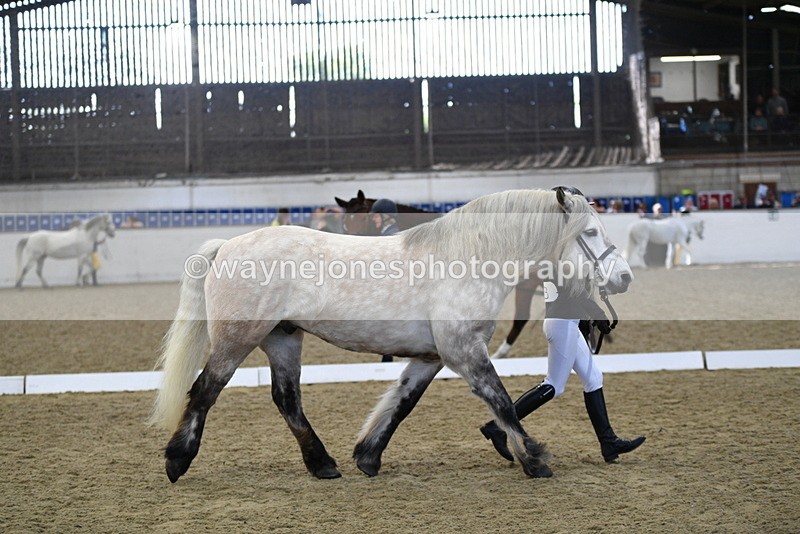 WJ5_4346 - Class 6 In hand M&M - Large Breeds