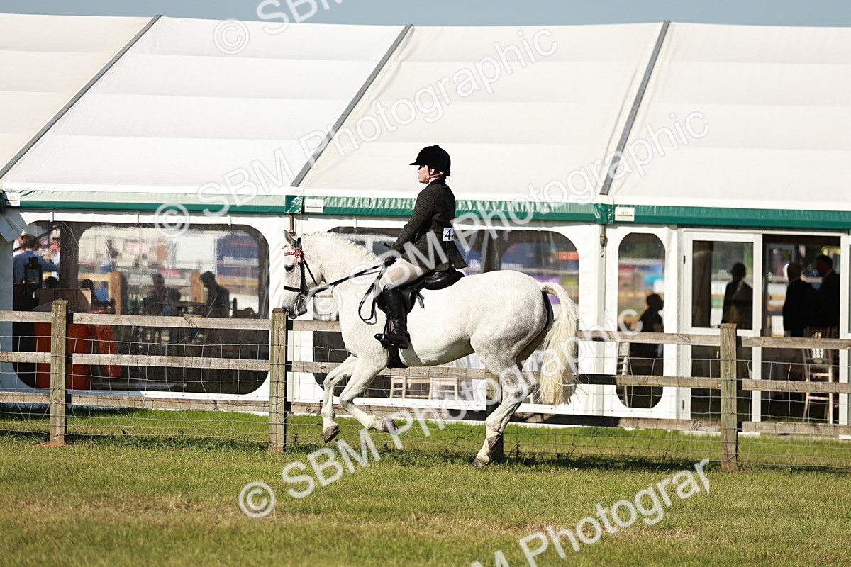 SBM_19248 - Class 115-116 - LIHS BSHA Rising Star Working Hunter & Show Horse
