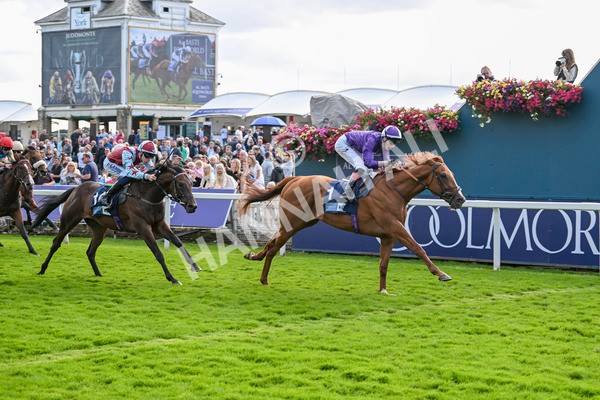 230824-Race 6-Angelo Buonarroti-9895 - Race 6 4.45pm British Stallion Studs EBF Convivial Maiden Stakes