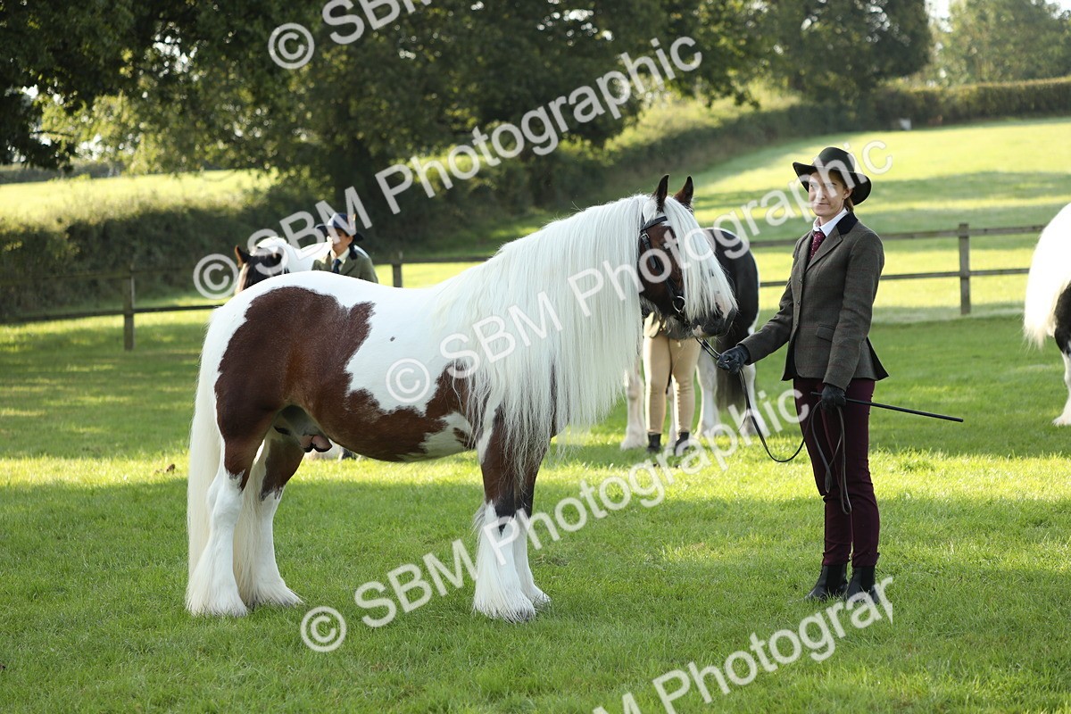 SBM_60916 - S43 - Coloured Pony In Hand