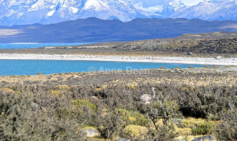 Spot the Rhea.... - Argentina and Chile