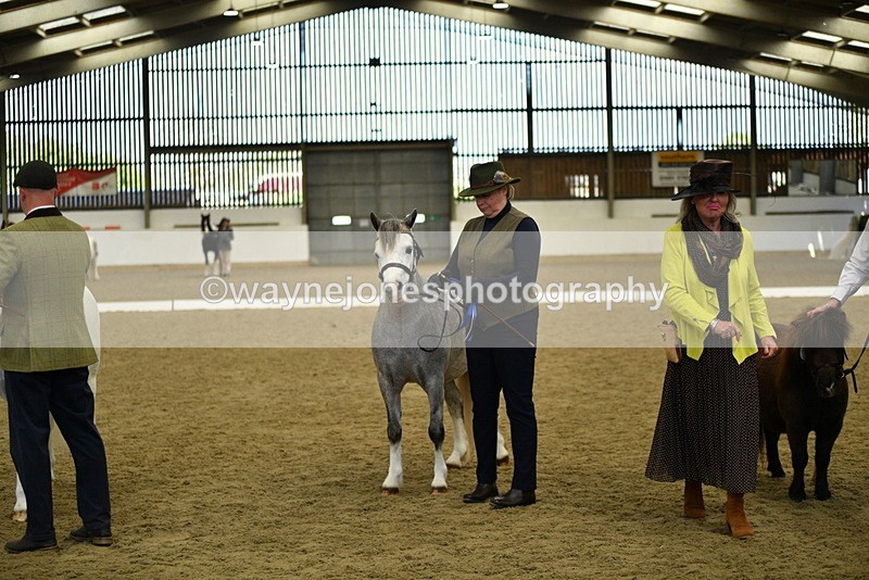 WJ5_5557 - Class 8 In hand cob