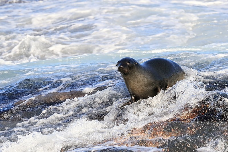 Cape Fur Seal, False Bay, South Africa - Seal