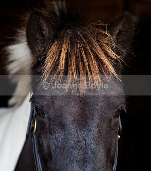 IMG_0653 - Equine Gallery Portfolio