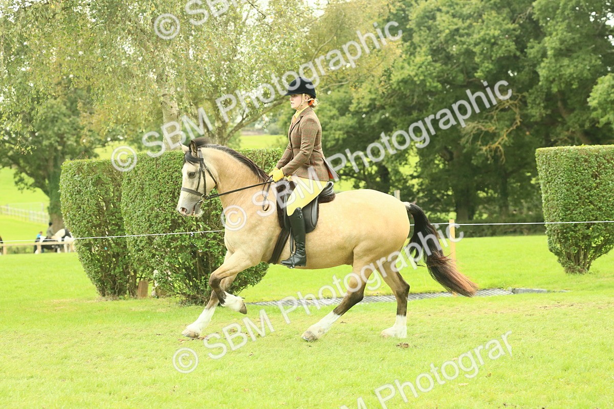 SBM_72037 - S60 - Mountain & Moorland Ridden Large Breeds