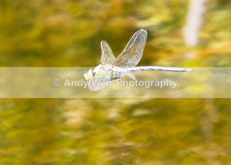 20160704-3K8A5730 - Dragonflies & Damselflies