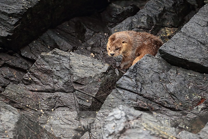 Marine Otter between rocks, Chanaral Island, Chile - Otter