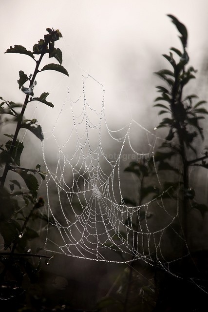 Spiderweb with drew at dawn on the outskirts of Bath_943 - Somerset landscape Photography