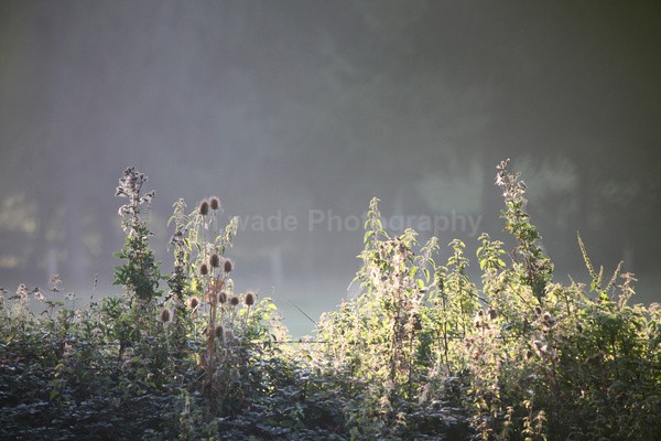 Tucket Filed hedge FR _020 - Frenchay care home Collection v