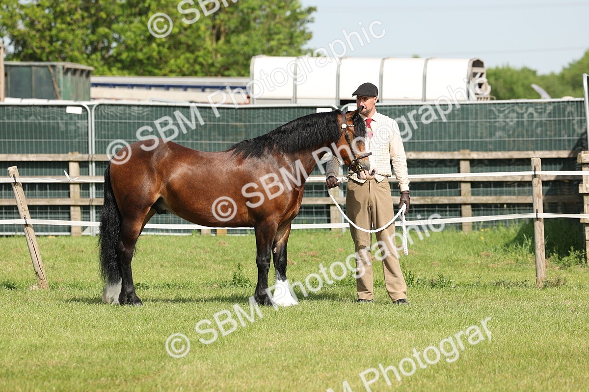 SBM_02045 - Class 6-13 - Mountatin and Moorland In Hand Welsh Breeds