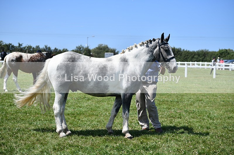 DSC_7542 - Class 63: Coloured Horse Youngstock