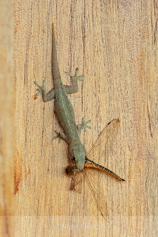 Gecko with Dragonfly, Mekong Delta, Vietnam - REPTILES & AMPHIBIANS