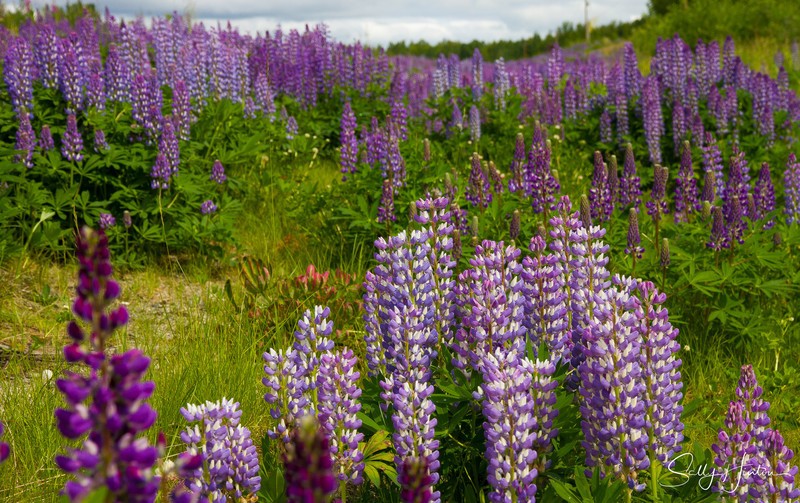 Wild Lupines