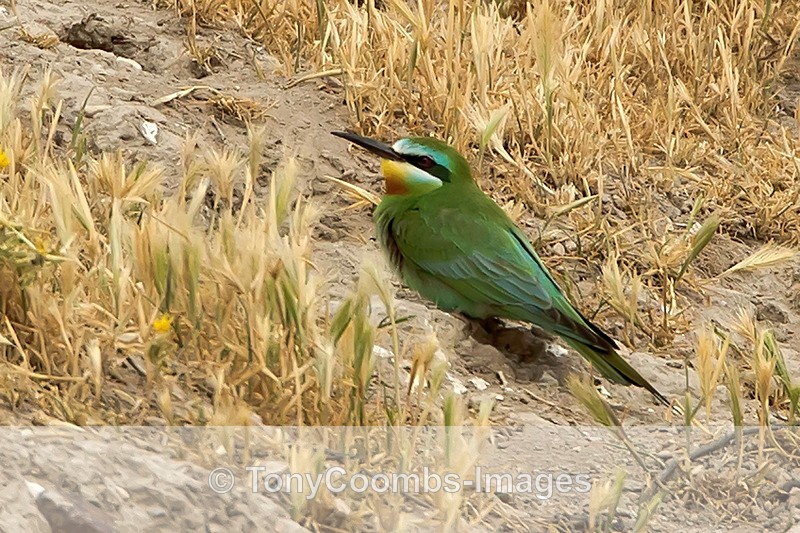 Blue-cheeked Bee-eater - Turkey
