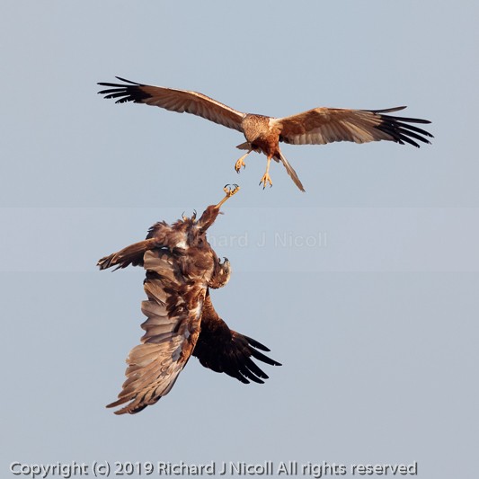 Marsh Harriers (Circus aeruginosus) practising food passing - Marsh Harrier (Circus aeruginosus)