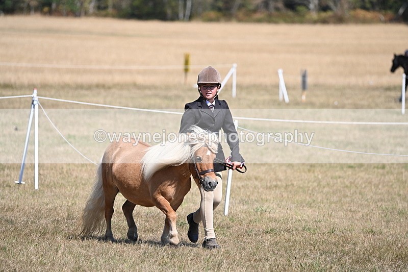WJ6_8723 - Class 37b Best Loan Pony In-hand