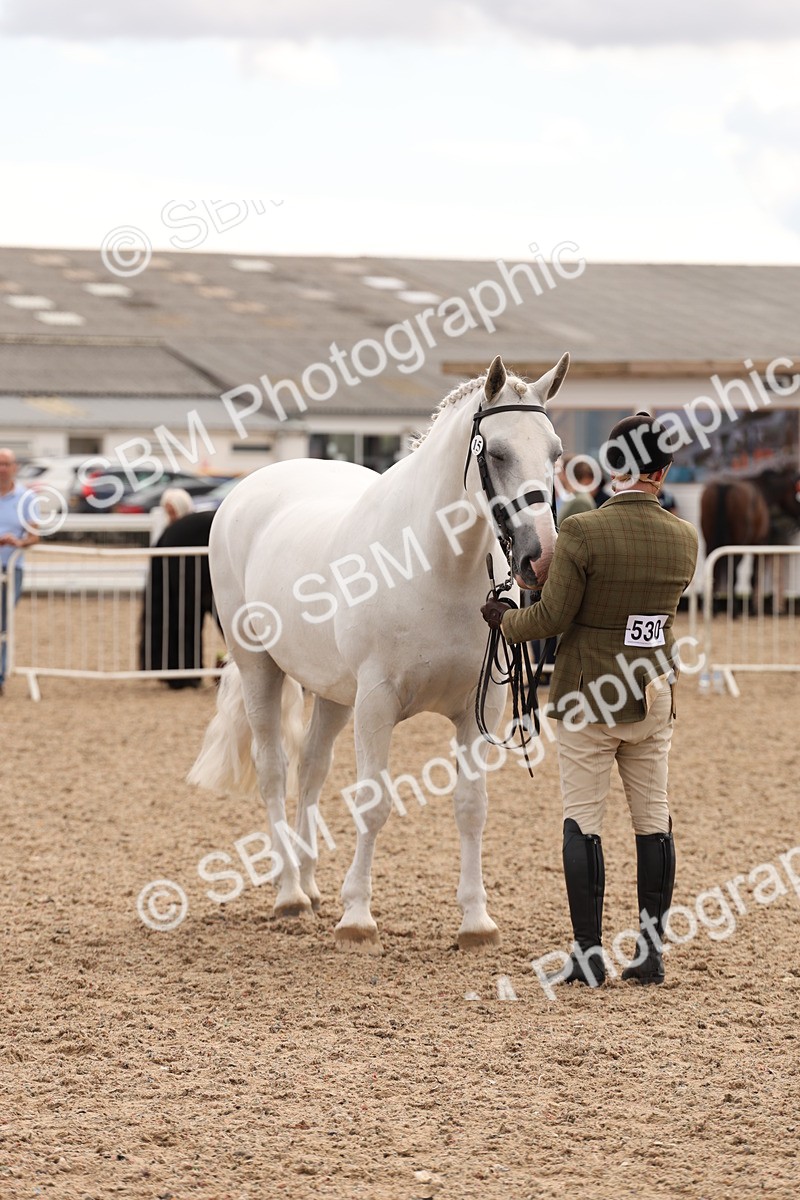 SBM_14689 - Class 208 - IH Veteran Horse