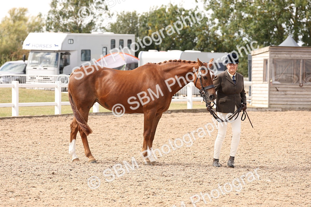 SBM_15350 - Class 210- IH Show Horse