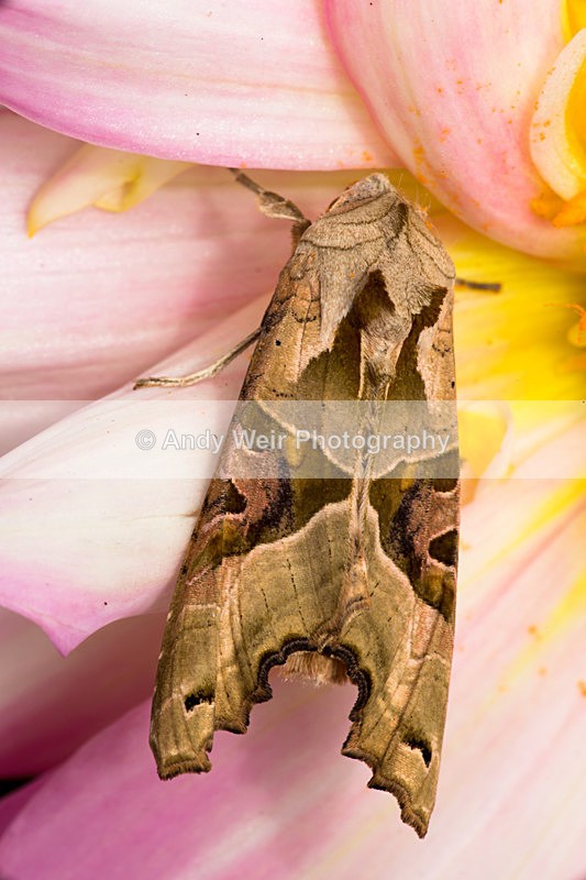 20140601-3K8A1917 - Butterflies & Moths