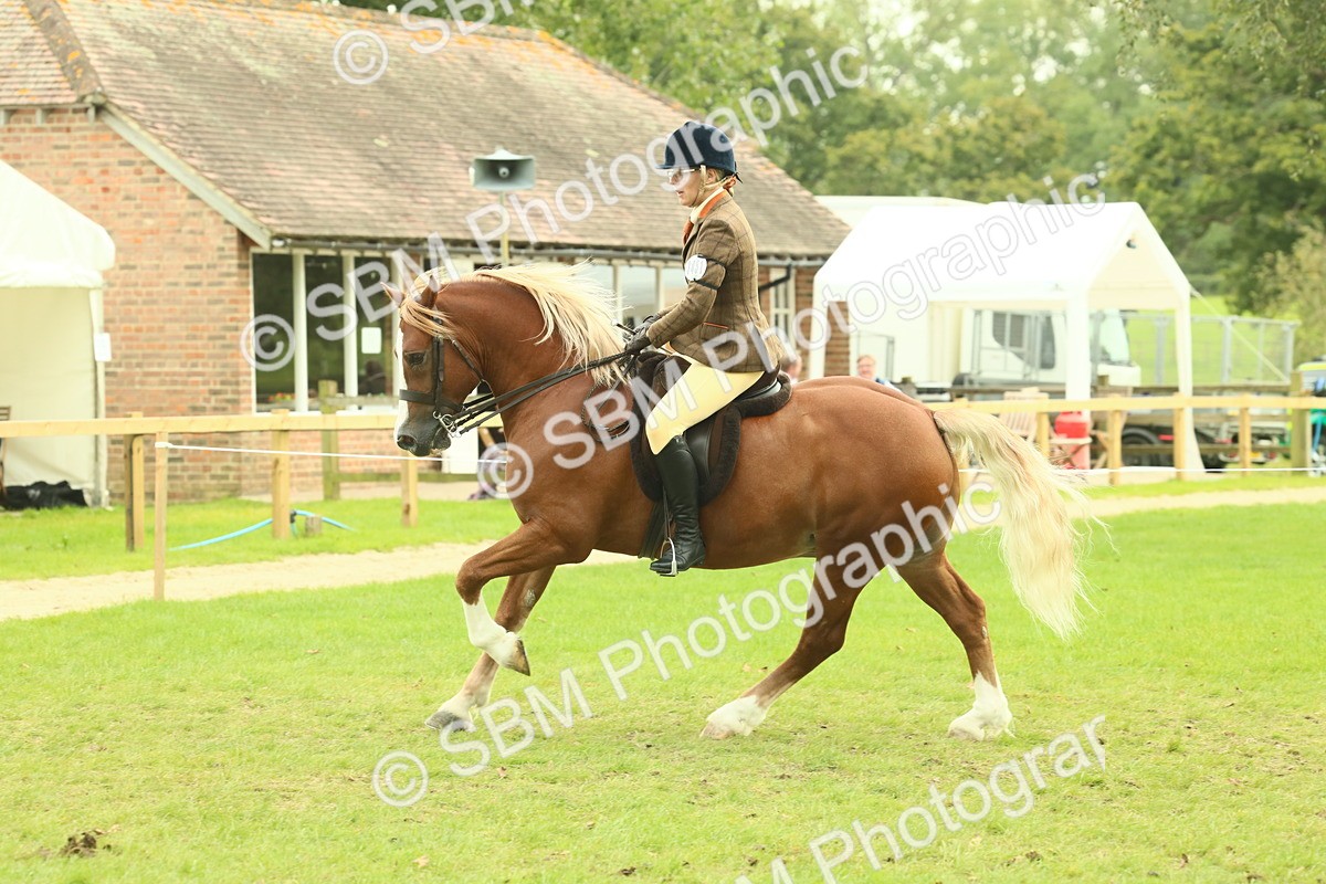 SBM_71966 - S60 - Mountain & Moorland Ridden Large Breeds