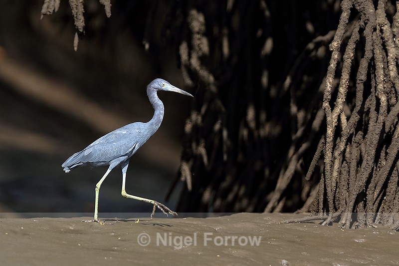 Little Blue Heron in mangroves, Estero Virginia, Costa Rica - Little Blue Heron