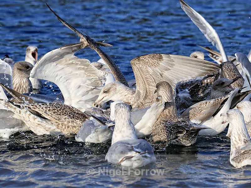 Herring Gulls squabbling over food thrown from boat, Norway - Herring Gull
