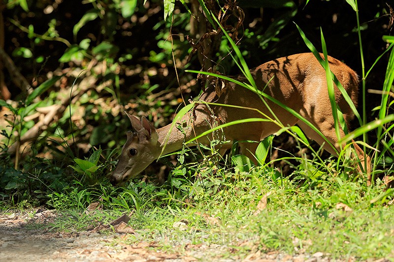 White-tailed Deer, Costa Rica - Deer
