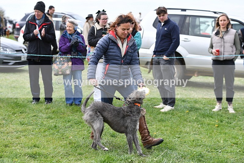 WJ5_9427 - Class 1 Best Cross Breed / Heniz 57