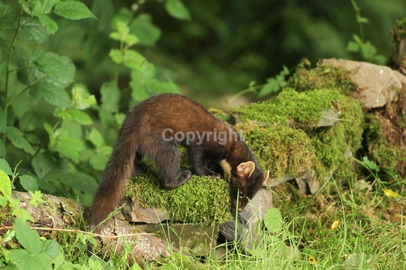 Pine Marten - Pine Marten
