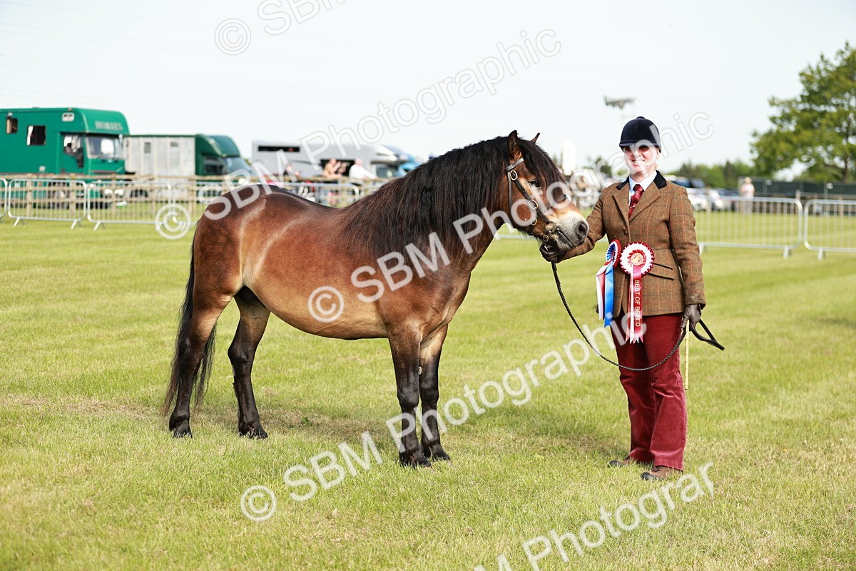 SBM_00654 - Class 14-23 - Mountain & Moorland In Hand Non Welsh