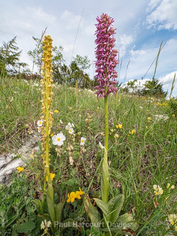 Man and Monkey Orchid Hybrid. Orchis x bergonii = Orchis anthropophorum x Orchis.simia. - Plants in the Landscape