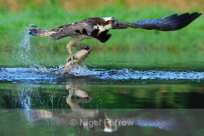 Rothiemurchus Osprey reflection with fish - Osprey