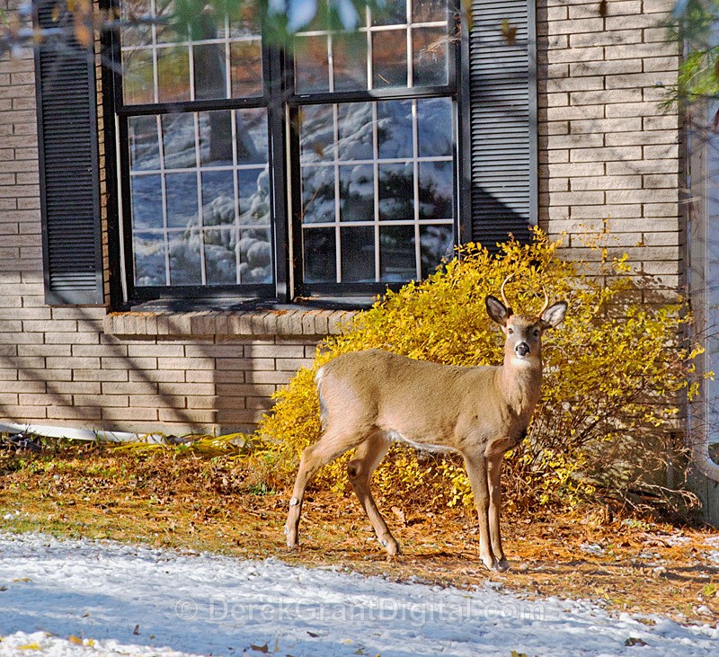 Urban Buck - Winterscape