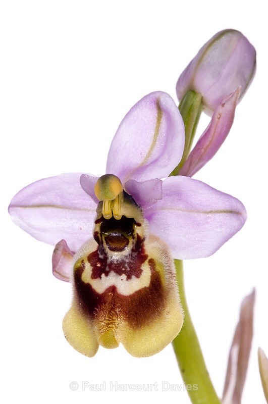  - WB: Orchids - Ophrys