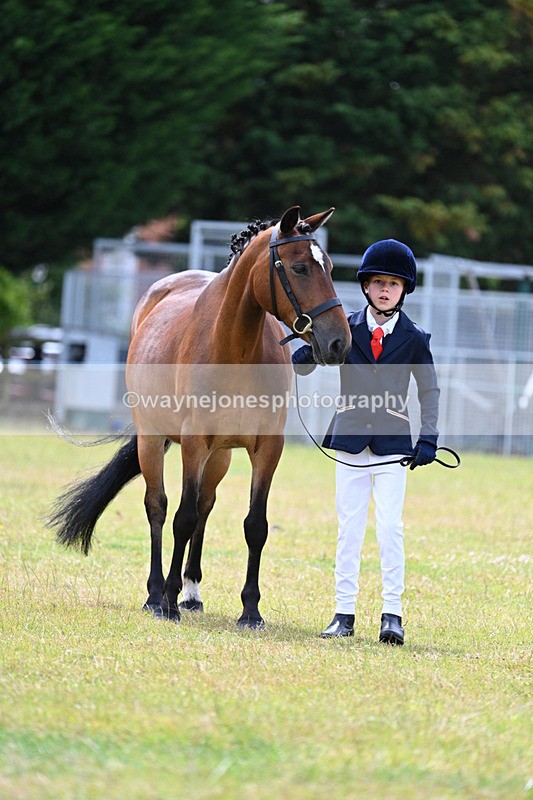 WJ7_6624 - Class 5 Handsome Gelding in hand