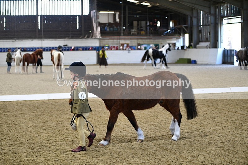 WJ5_3731 - Class 5 In Hand Veterans