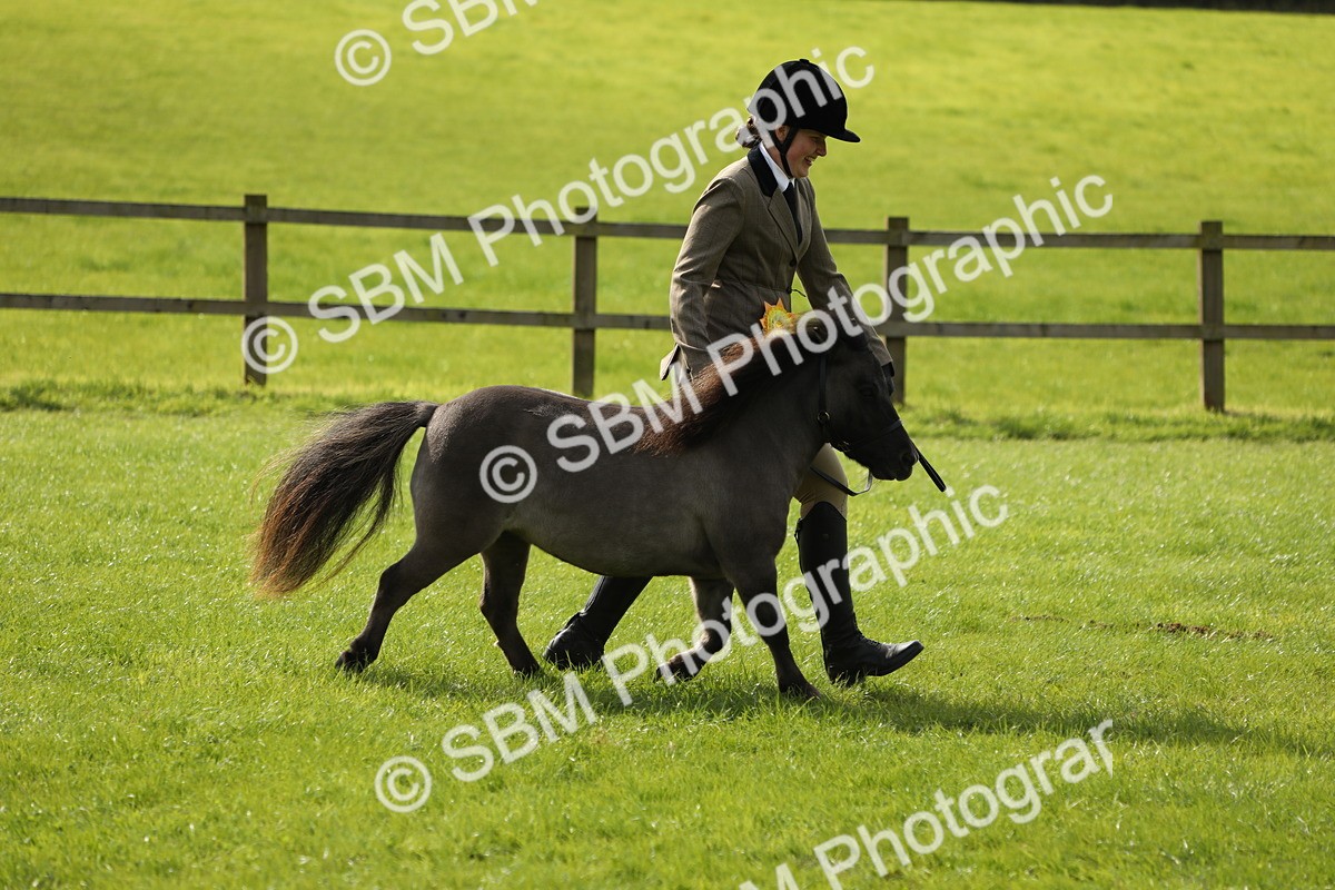 SBM_62889 - S46 - Mountain & Moorland In Hand Small Breeds