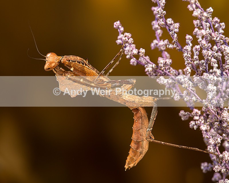 20140325-3K8A9422 - Insects