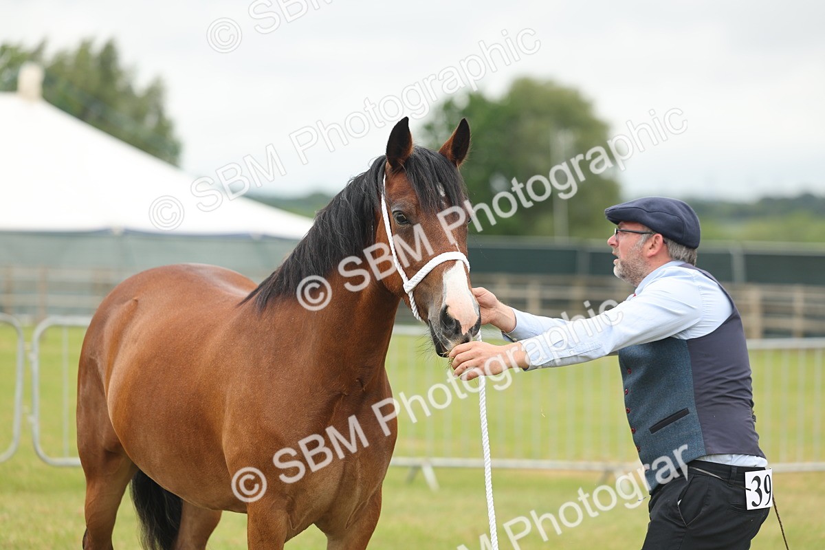 SBM_04835 - Class 50-57 - M&M Welsh Pony In Hand