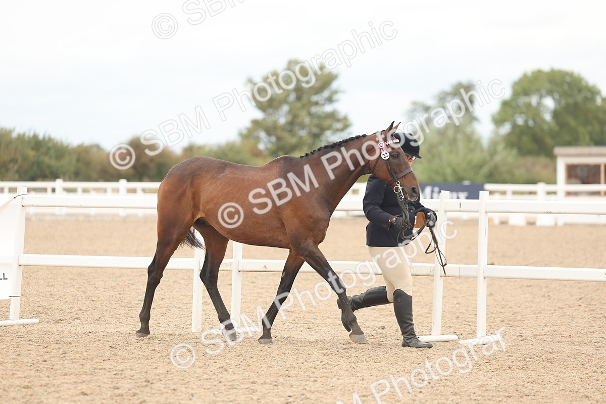 SBM_17062 - Class 313 - IH Retired Racehorse